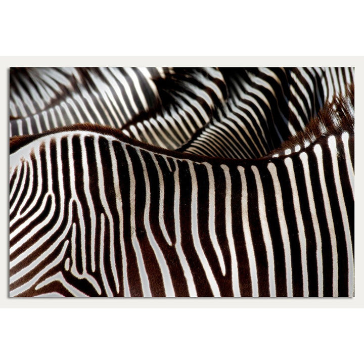 Aluminium foto - Zebrabont