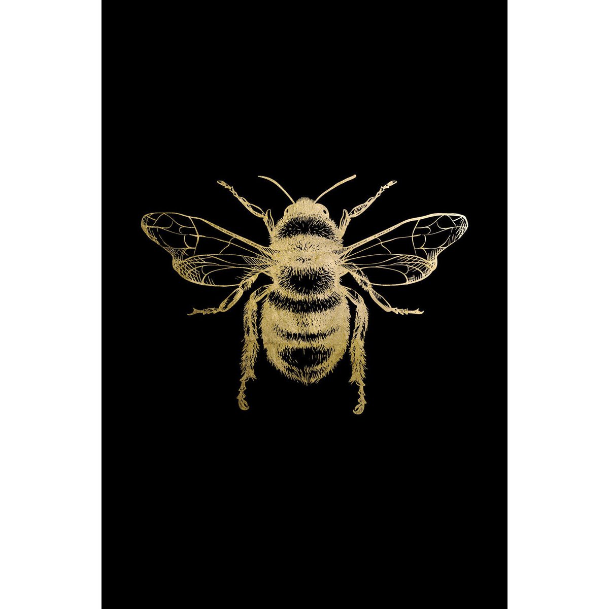 Bladgoud afbeelding - Oskar