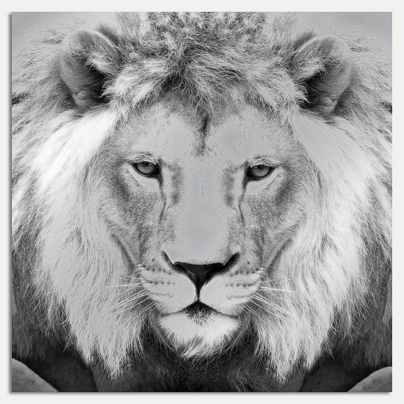 Aluminium foto - Leeuwenkoning