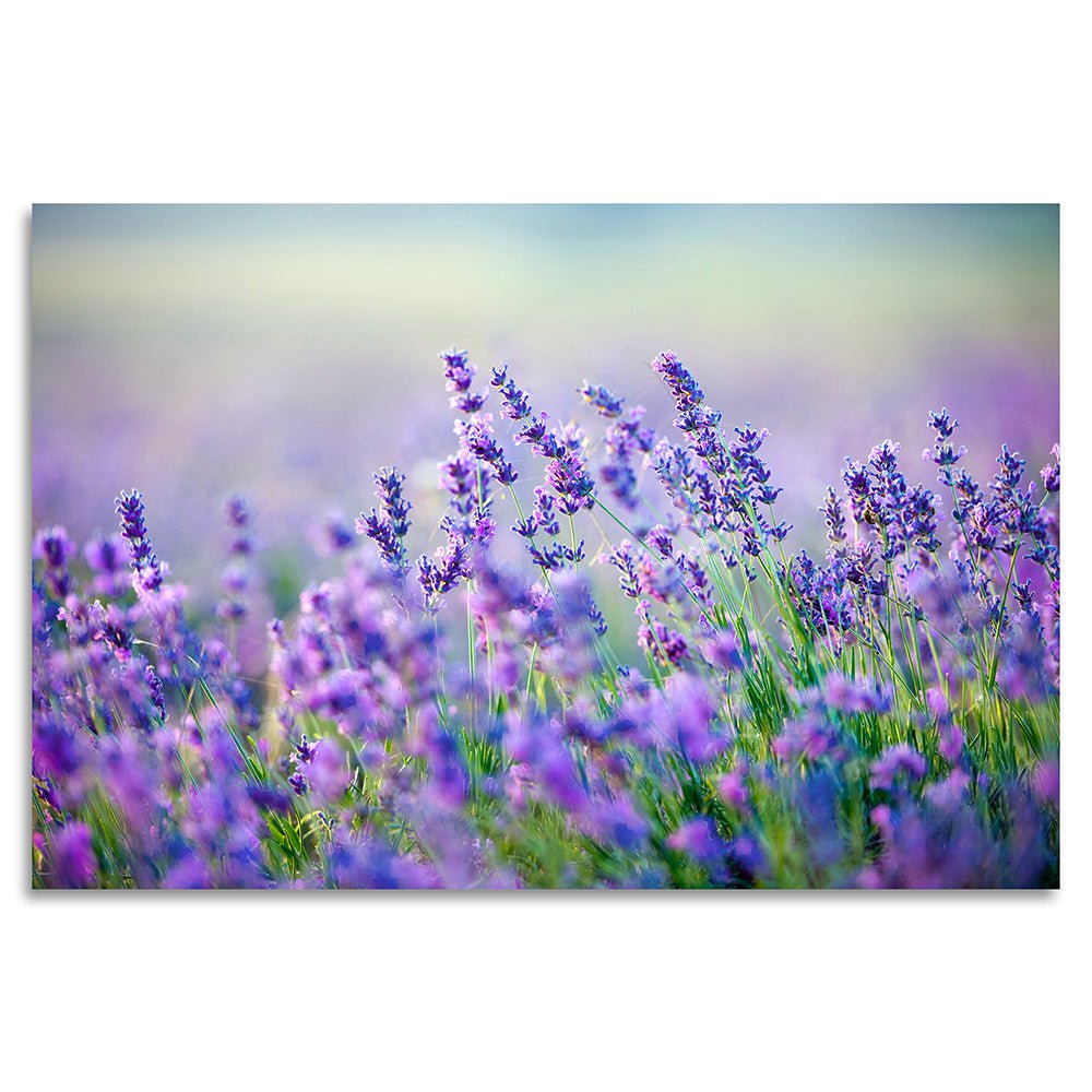 Acrylglas afbeelding - Lavendel