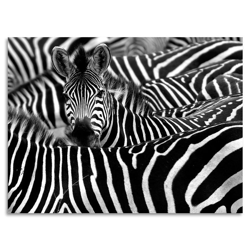 Acrylglas afbeelding - Zebra World