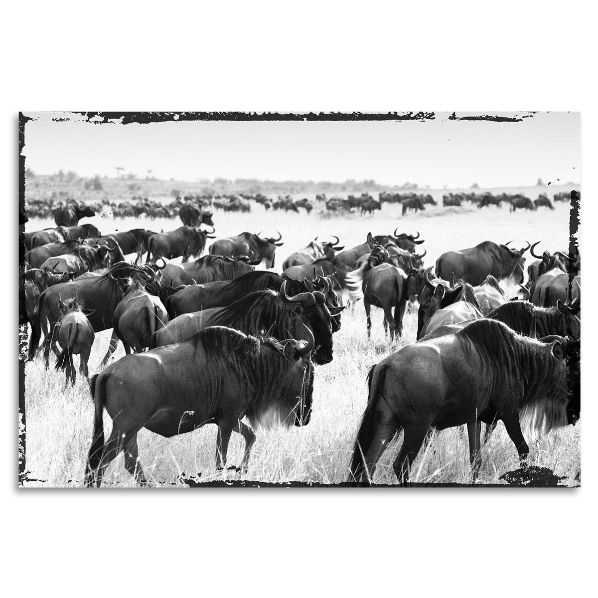 Acrylglas afbeelding - Bizon Migreren