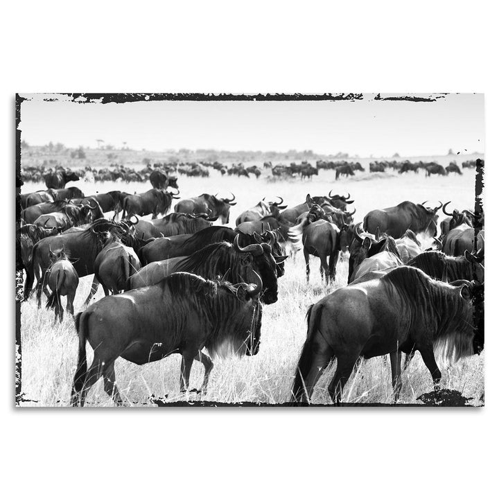 Acrylglas afbeelding - Bizon Migreren