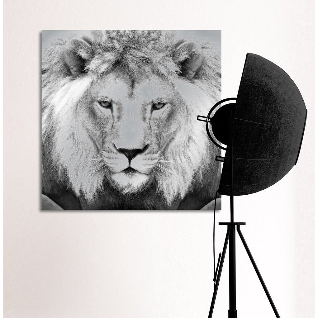 Aluminium foto - Leeuwenkoning