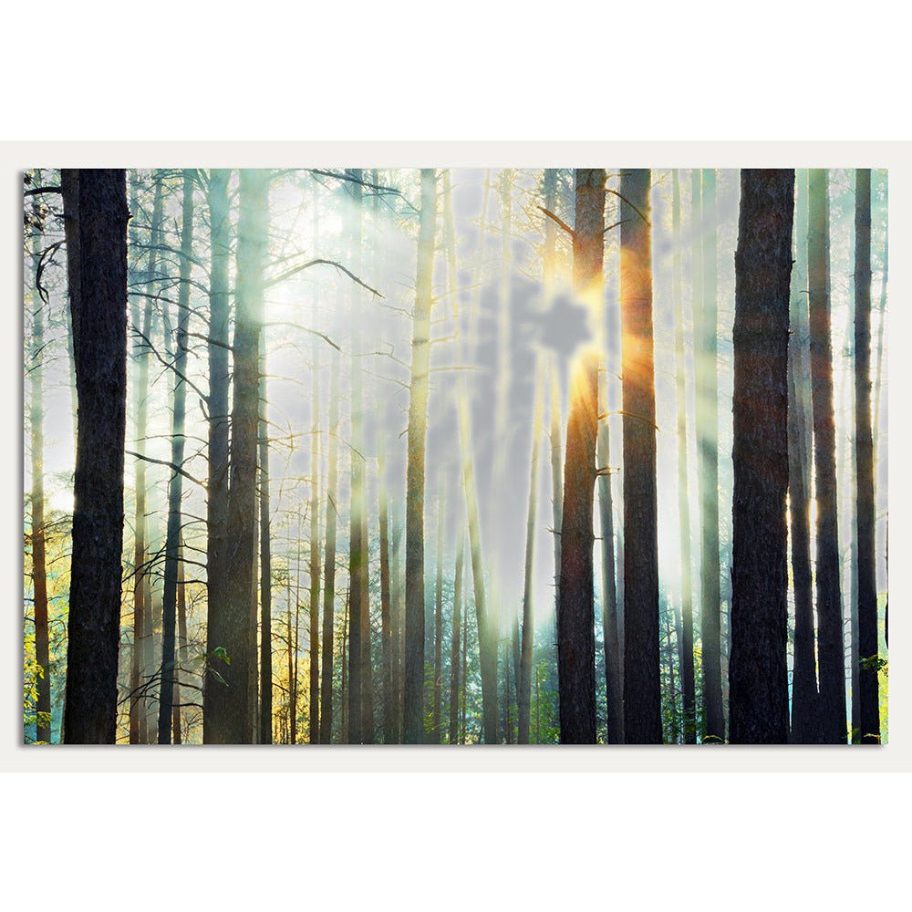 Aluminium Print - Zonnige dag in het bos