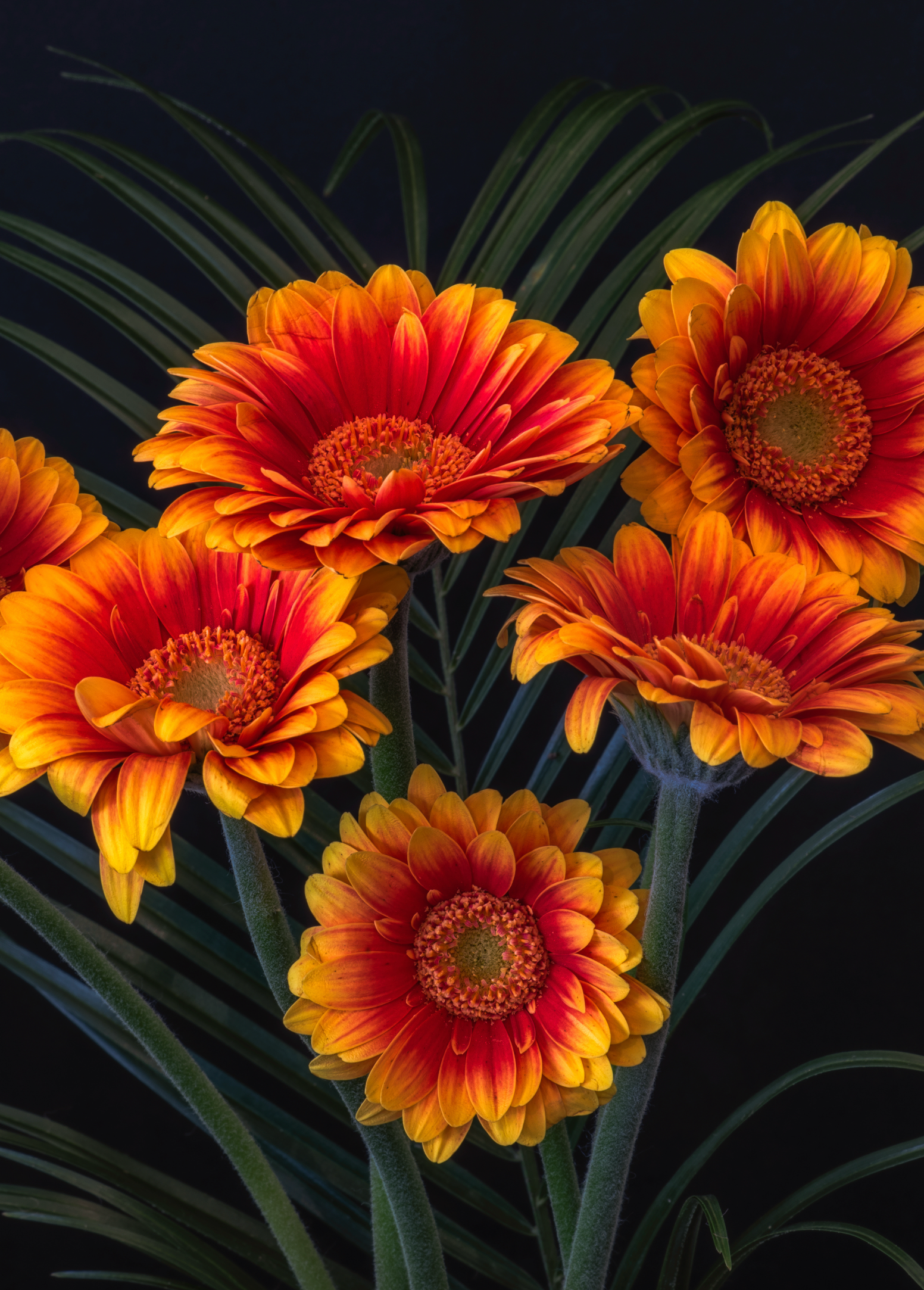 Vuurrode Gerbera’s op Zwart