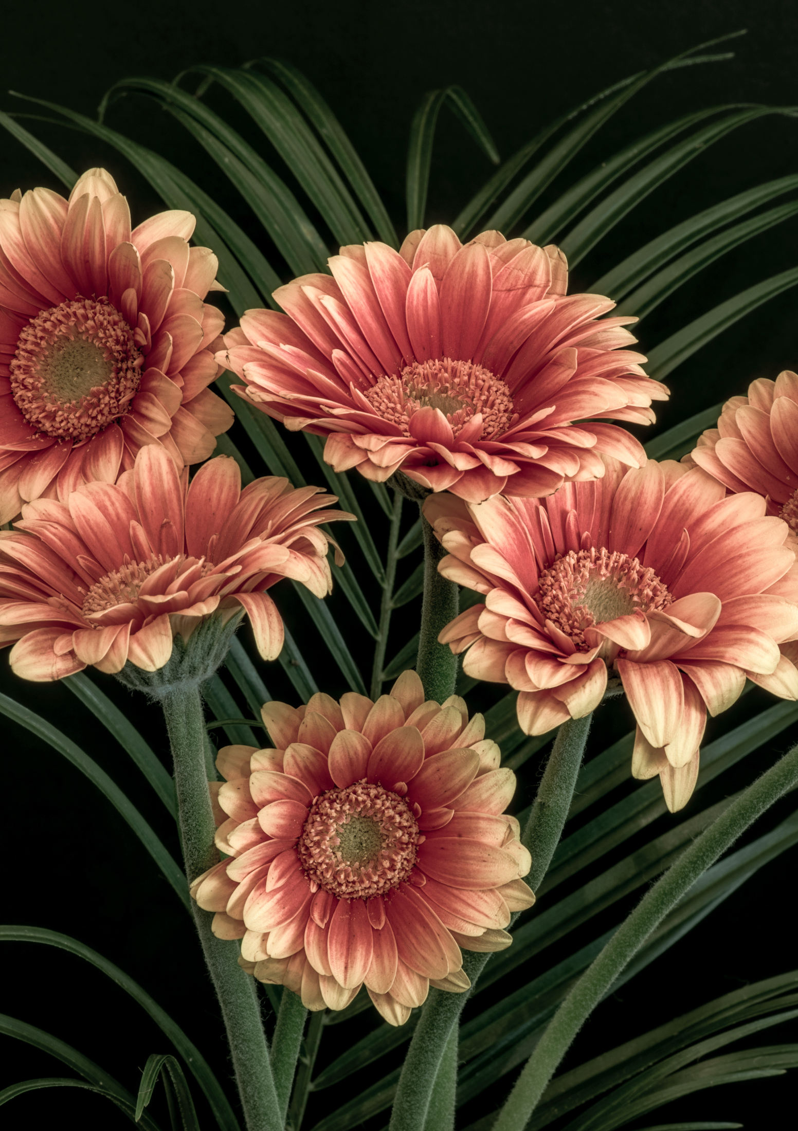 Zalmkleurige Gerbera's met Tropisch Groen