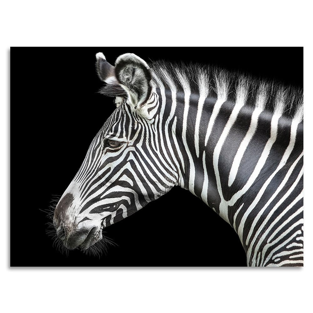 Acrylglasbeeld - Zebra