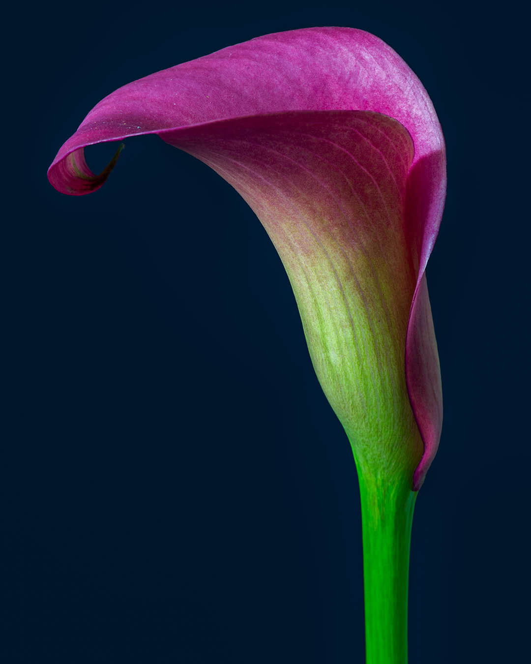 Paarse Calla met Diepblauwe Achtergrond