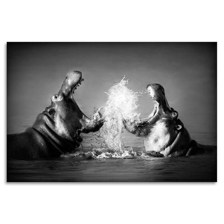 Foto op acrylglas - Happy Hippos