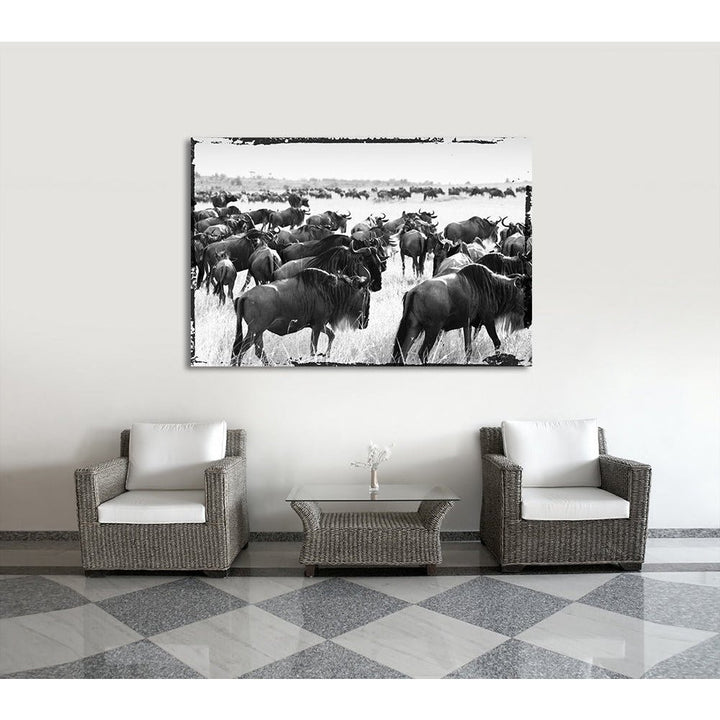 Acrylglas afbeelding - Bizon Migreren