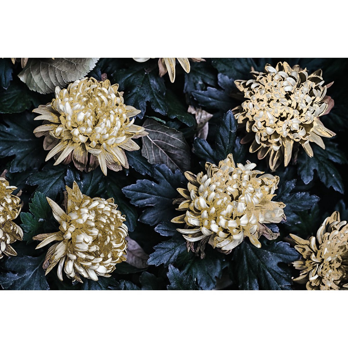 Bladgoud afbeelding - Bo