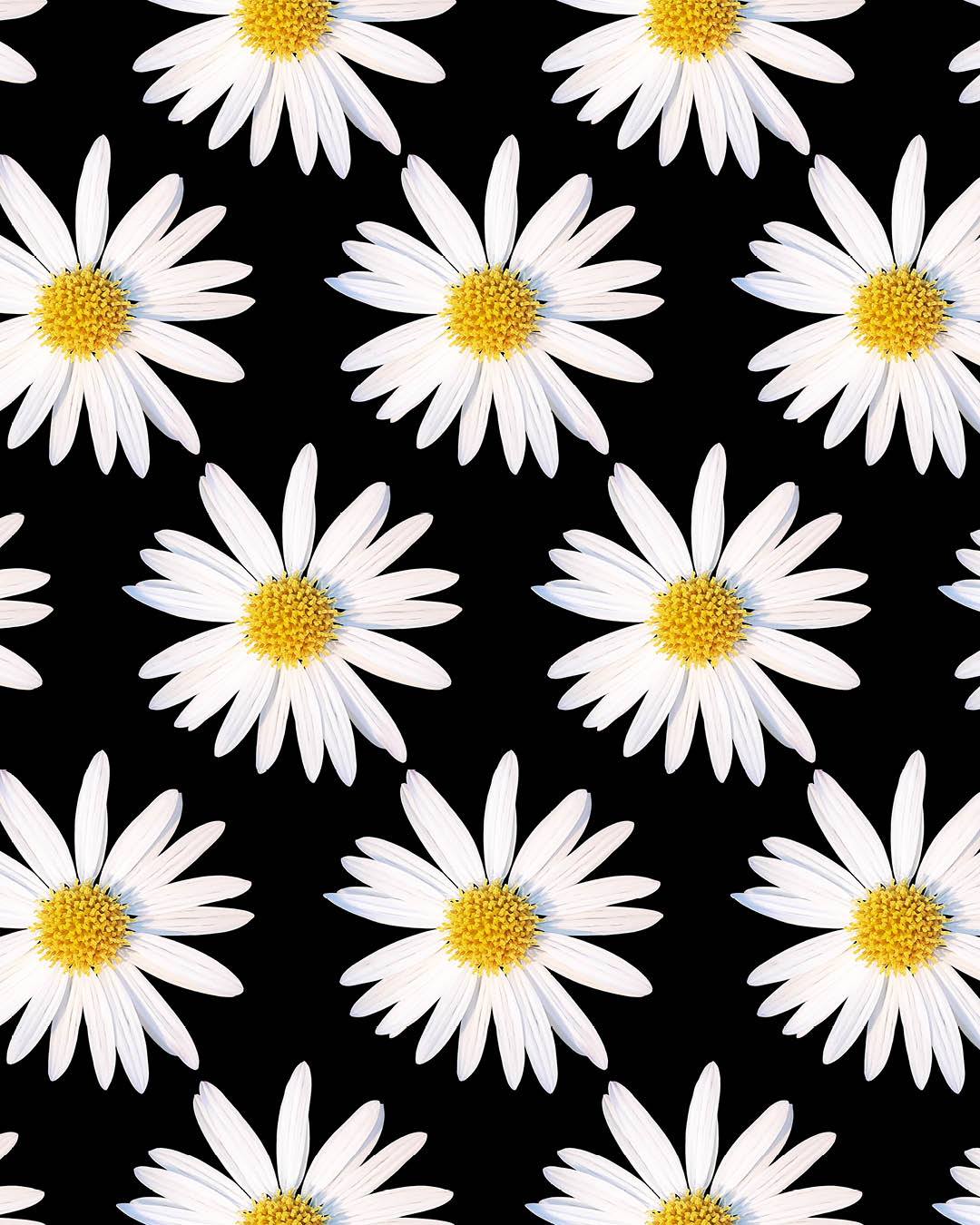 Witte Margrieten op Zwart